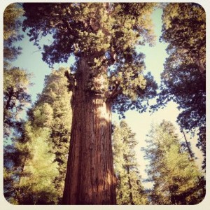 sequoia park 2