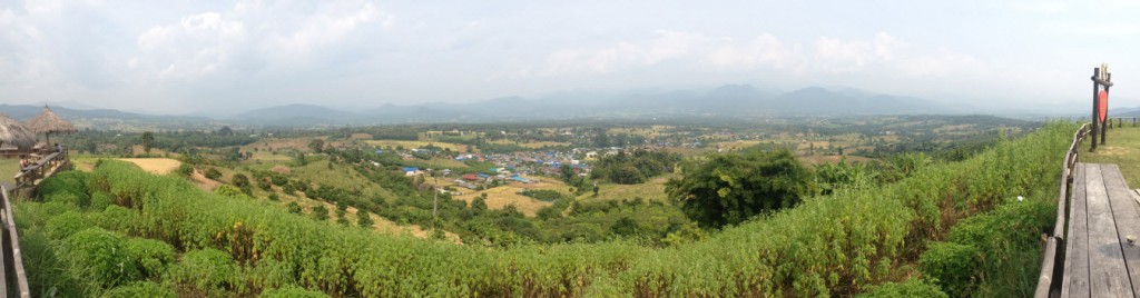 rice fields